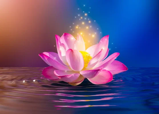 hoa sen người tu tịnh độ